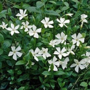 Vinca minor alba with brilliant white flowers against glossy green foliage.