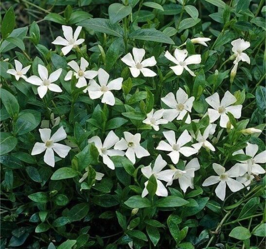 Vinca minor alba with brilliant white flowers against glossy green foliage. Vinca minor alba with brilliant white flowers against glossy green foliage.