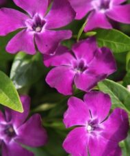Pinky purple blooms of vinca minor atropurpurea ground cover.