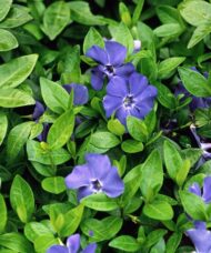Trailing Bowles periwinkle with glossy green leaves and large violet-blue flowers.