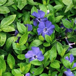 Trailing Bowles periwinkle with glossy green leaves and large violet-blue flowers.