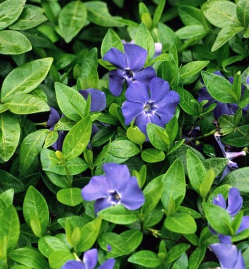 Trailing Bowles periwinkle with glossy green leaves and large violet-blue flowers.