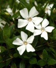 Ground cover of Small white periwinkle with glossy leaves and brilliant white flowers.
