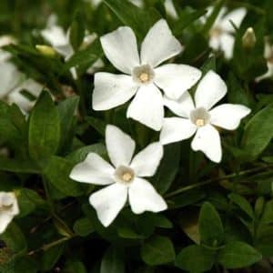 Ground cover of Small white periwinkle with glossy leaves and brilliant white flowers.