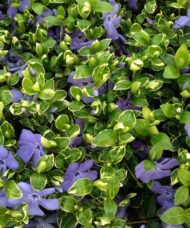 Vinca minor ralph shugert glossy green leaves