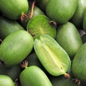 Green Vitikiwi actinidia arguta fruit cut open to reveal green flesh.
