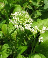 Green leaves and white flowers of the Daruma wasabi plant.