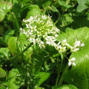 Green leaves and white flowers of the Daruma wasabi plant.