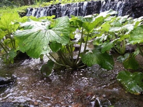 Daruma wasabi plant growing beside a waterfall. Daruma wasabi plant growing beside a waterfall.