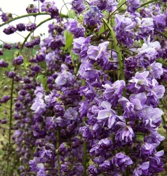Violet purple Double-flowered wisteria pea flower like blooms. Violet purple Double-flowered wisteria pea flower like blooms.