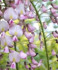 Pink Japanese wisteria pea flower shaped blooms in pale pink and yellow.