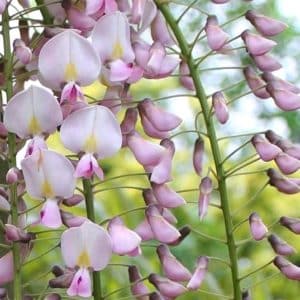 Pink Japanese wisteria pea flower shaped blooms in pale pink and yellow.
