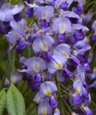 Wisteria floribunda murasaki-noda pea flower shaped blooms in purple and lavender.