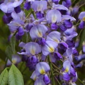 Wisteria floribunda murasaki-noda pea flower shaped blooms in purple and lavender.