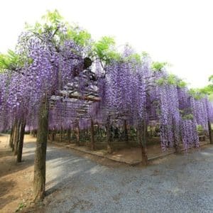 Masses of purple and lavender panicles hang down over an arbour.