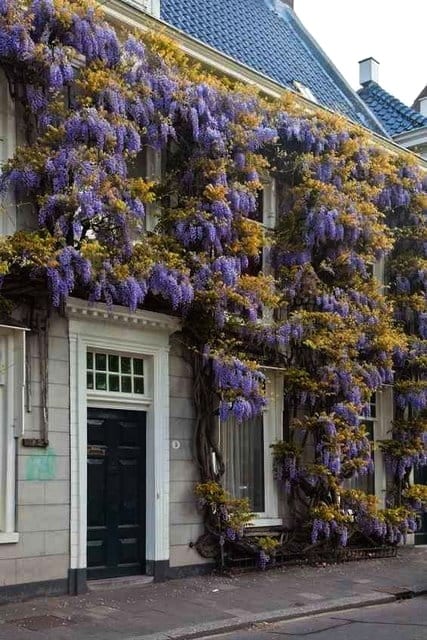 10 Rare Chinese Wisteria Floribunda Seeds – Purple Flowering Vine, Autumn Color, Beautiful Garden Vine
