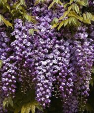 Panicles of Double-flowered wisteria panilces in violet purple hang down from a wisteria vine.