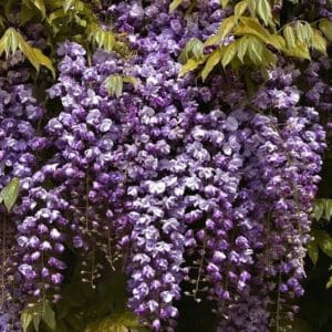 Panicles of Double-flowered wisteria panilces in violet purple hang down from a wisteria vine.