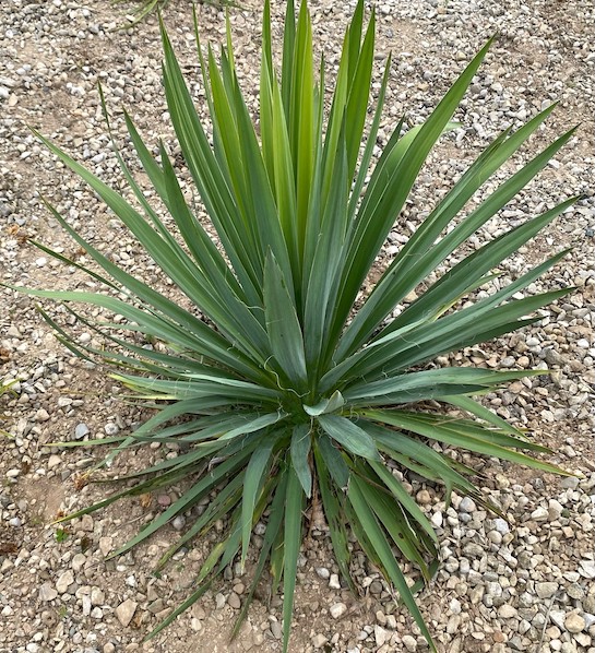 Yucca filamentosa Ivory Tower spiky green leaves.