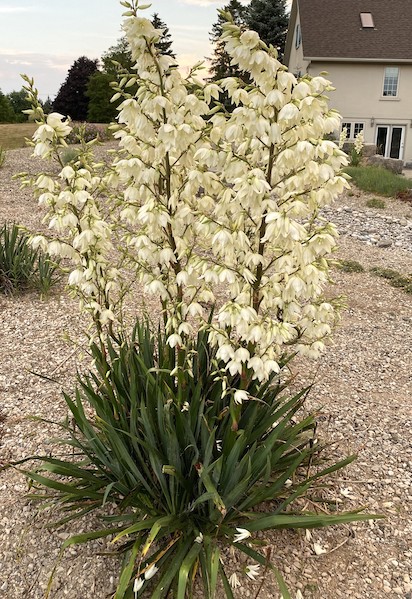 yucca filamentosa ivory tower green spiky leaves with spikes of white flowers