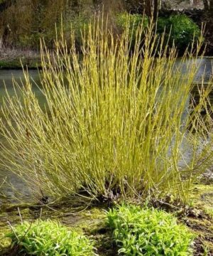 Cornus sericea 'Flaviramea'