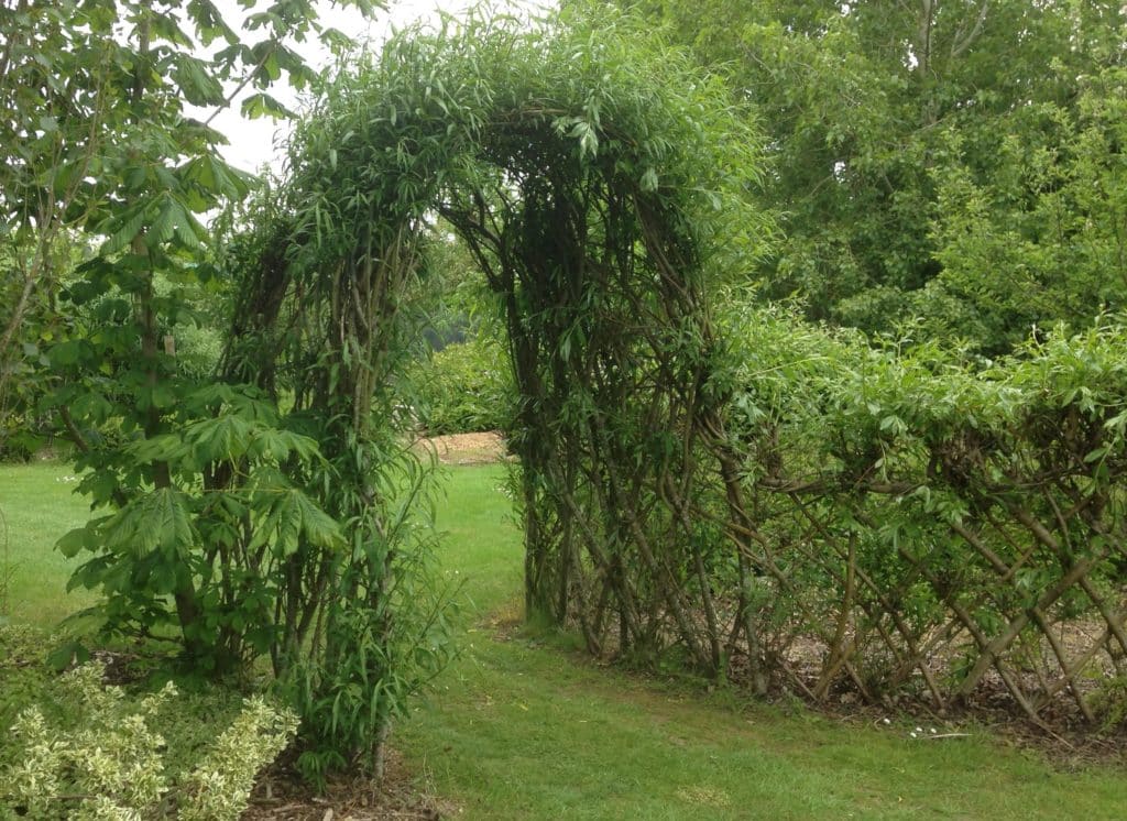 livig willow arch 1024x746 - Willow Structures and Fedges