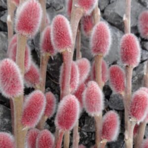salix gracilistyla mount aso pink catkins