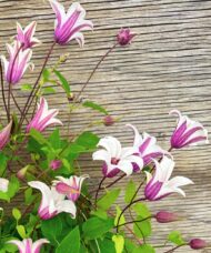 clematis princess kate in bloom