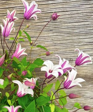 clematis princess kate in bloom