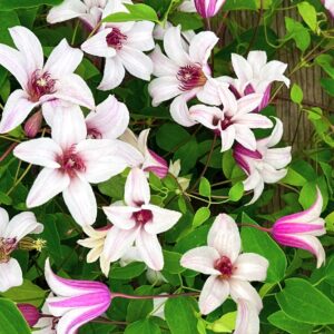 Clematis Princess Kate flower