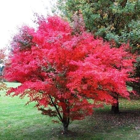 Purple japanese maple tree in fall colour.