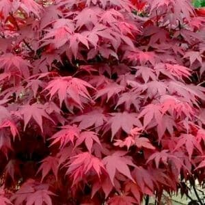 Red Japanese Maple leaves.