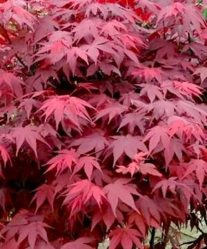 Red Japanese Maple leaves.