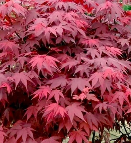 Red Japanese Maple leaves.