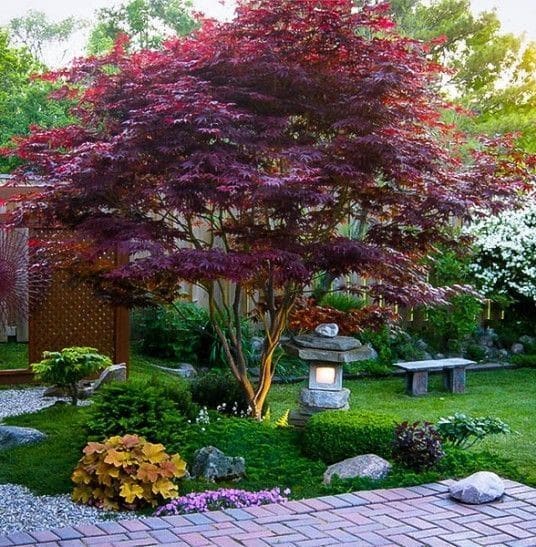 Red Japanese Maple tree in a Japanese garden.