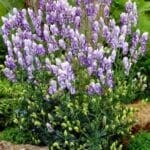 Bicolor monkshood with masses of purple and white flowers on tall spikes