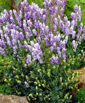 Bicolor monkshood with masses of purple and white flowers on tall spikes