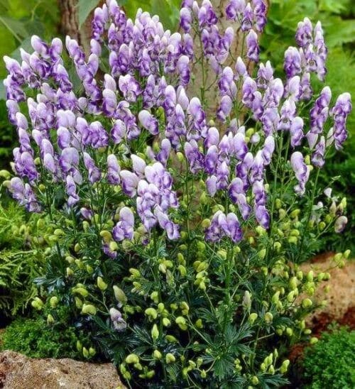 Bicolor monkshood with masses of purple and white flowers on tall spikes