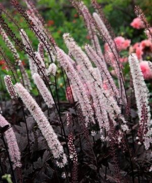 Actaea simplex pink spike flower panicles of pink and white blooms.