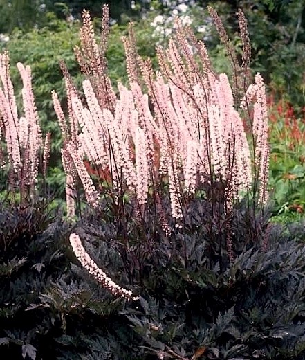 Actaea simplex pink spike plant with purple foliage and pink flower spikes.