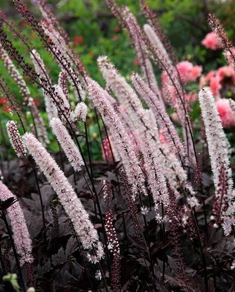 Actaea simplex pink spike flower panicles of pink and white blooms.