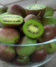 Self Fertile hardy kiwi prolific fruits in a bowl.