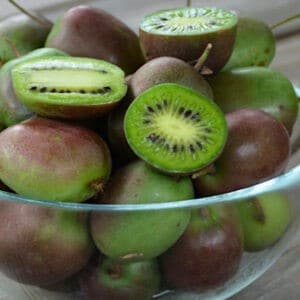 Self Fertile hardy kiwi prolific fruits in a bowl.