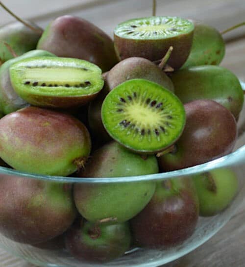 Self Fertile hardy kiwi prolific fruits in a bowl.