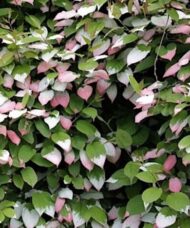 Arctic Beauty kiwi vine of variegated pink