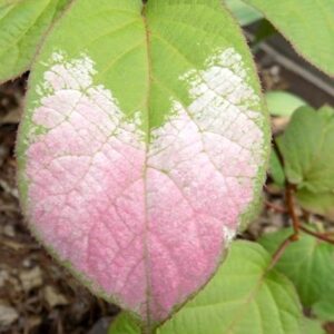 green and white leaves.