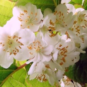 Arctic beauty kiwi leaf of green