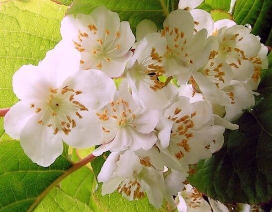 Arctic Beauty Kiwi | Actinidia kolomikta 'Arctic Beauty'