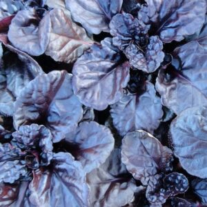 Black scallop ajuga dark