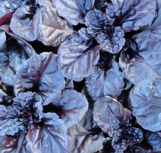 Black scallop ajuga | Ajuga reptans black scallop Black scallop ajuga dark